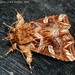 Fern Moths - Photo (c) Roger C. Kendrick, all rights reserved