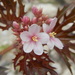 Jatropha macrorhiza - Photo (c) murphycat, כל הזכויות שמורות, uploaded by murphycat