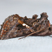 Common Looper Moth - Photo (c) Larry Clarfeld, some rights reserved (CC BY-NC), uploaded by Larry Clarfeld