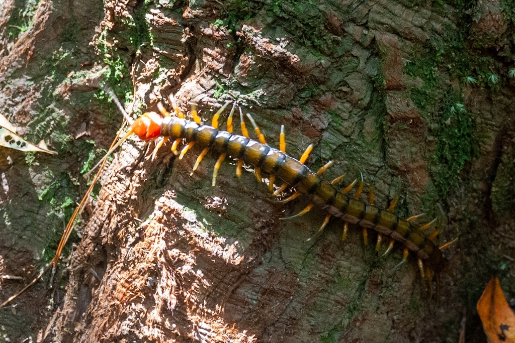 Pacific Giant Centipede from 424台灣台中市和平區台中市和平區馬崙山登山步道 on October 19