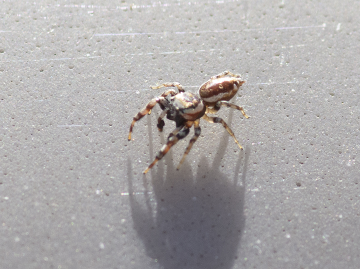 Common White Cheeked Jumping Spider From Greenville Oh Usa On