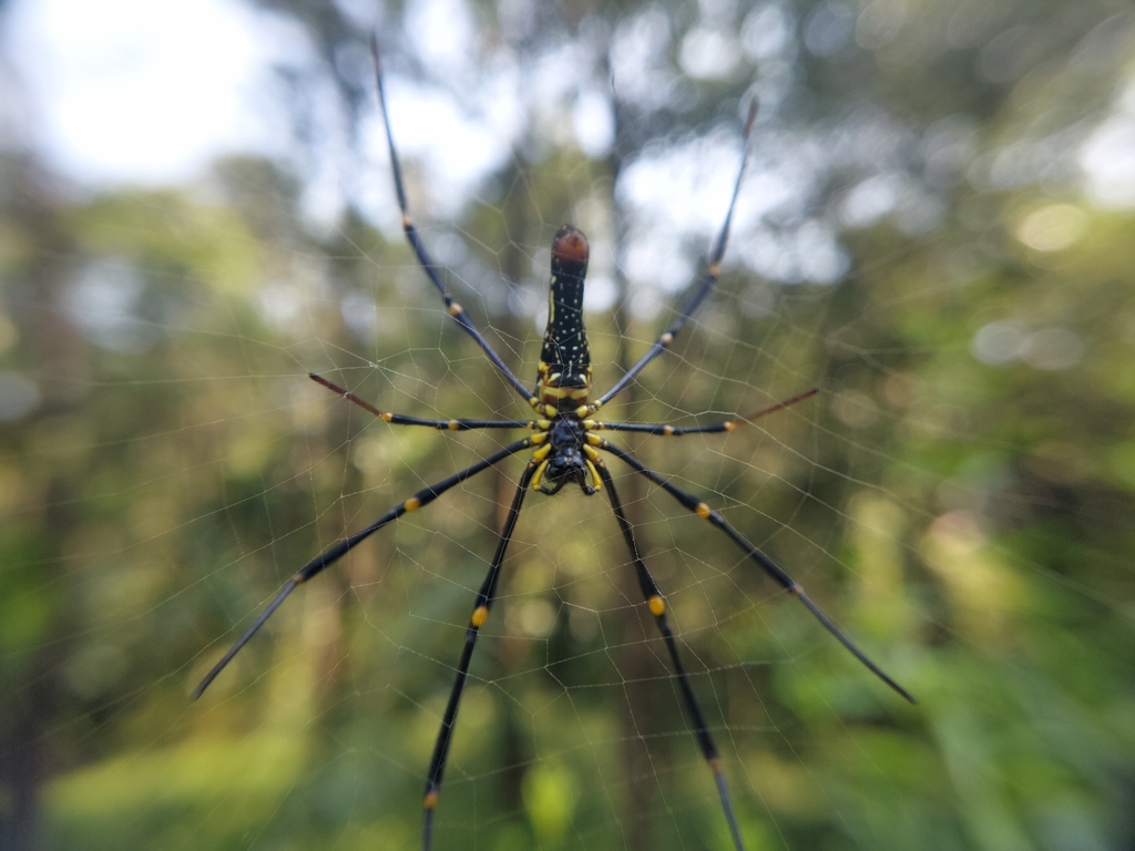 Giant Golden Orbweaver From Padve Majgaon Maharashtra India On