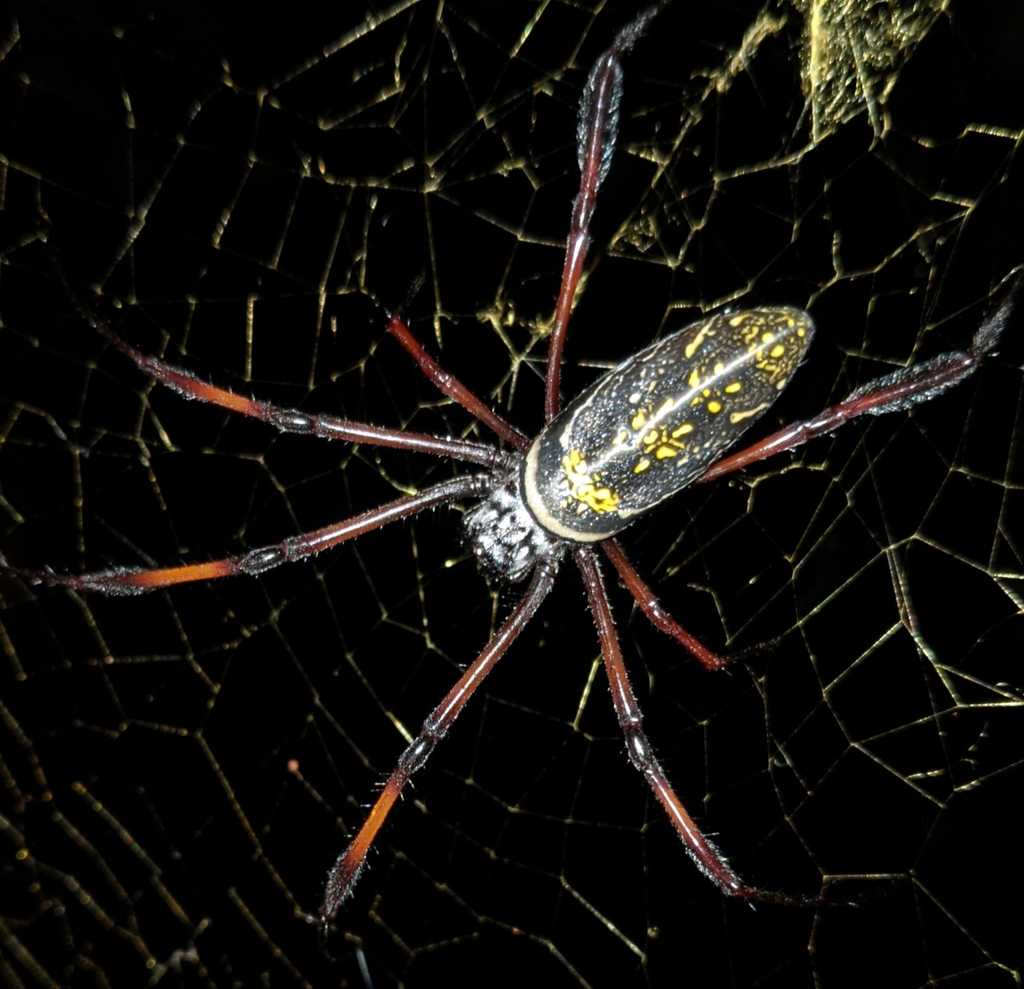 Southern Redleg Orbweaver From G643 2G5 Joffreville Madagascar On