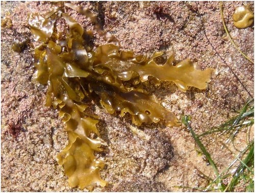 Feather Boa Kelp Multi Agency Rocky Intertidal Network Inaturalist