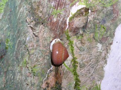 Image of Helicina amoena