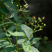 Scrophularia marilandica - Photo (c) Eric Hunt, todos los derechos reservados