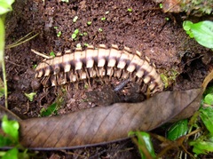 Image of Nyssodesmus python