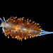 Opalescent Nudibranch - Photo (c) Gary McDonald, all rights reserved, uploaded by Gary McDonald