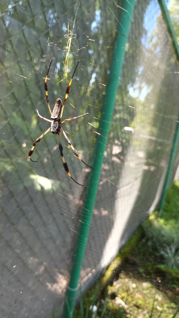 Golden Silk Spider From Eap El Zamorano Valle Del Yeguare San