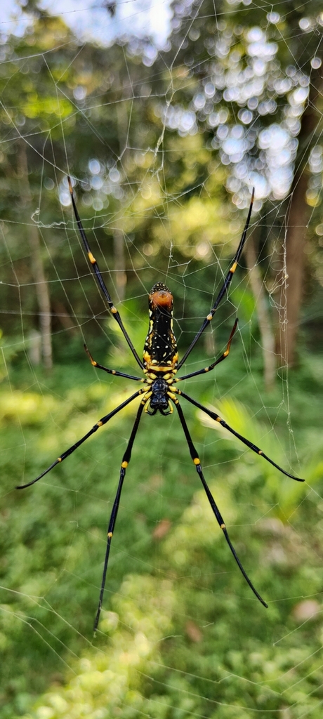 Giant Golden Orbweaver From Karnataka India On October