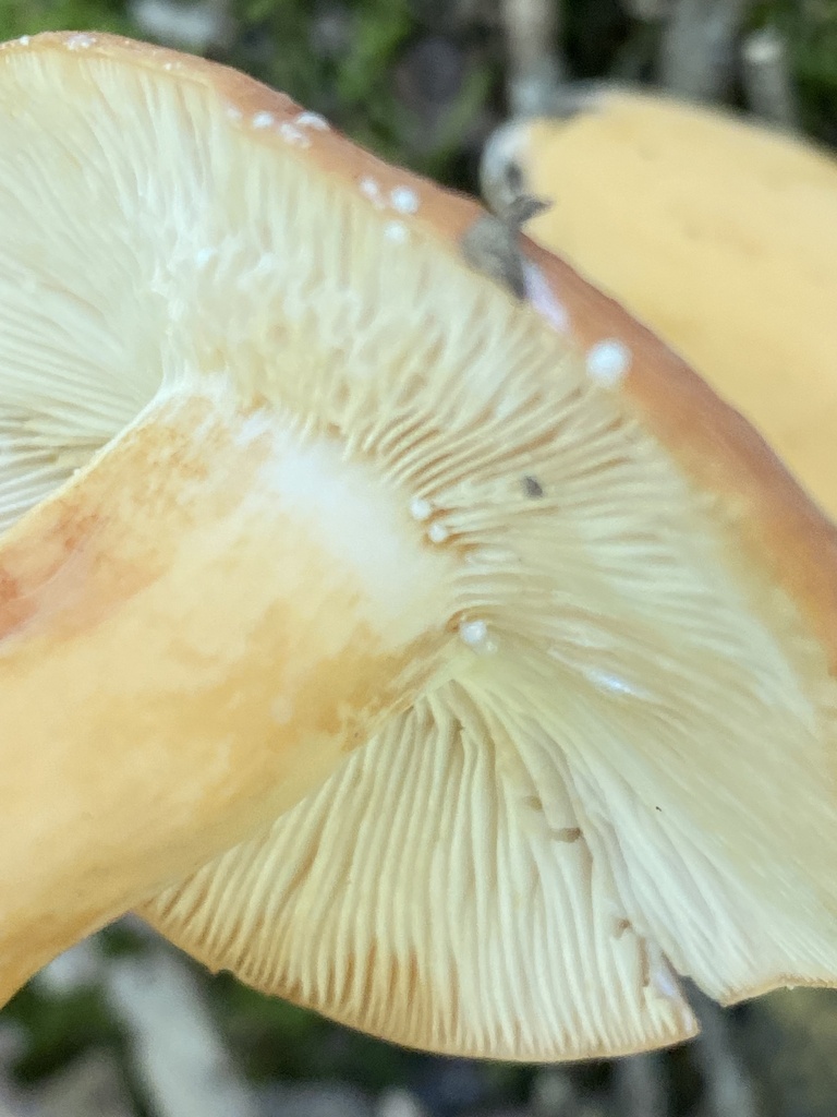 Lactifluus From Cuivre River State Park Troy MO US On August 18