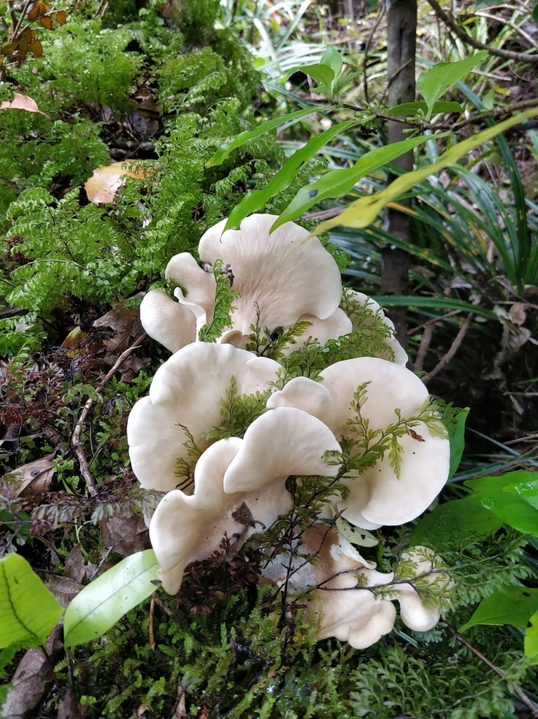 Common Gilled Mushrooms And Allies From Piha 0772 New Zealand On