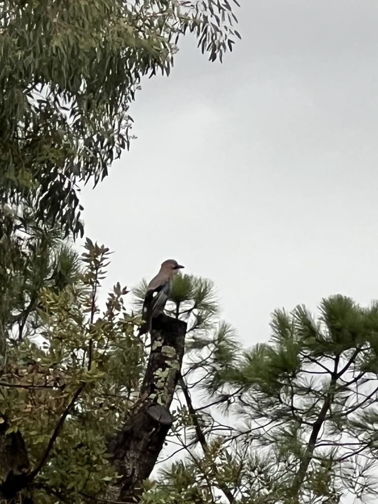 Eurasian Jay From Parc National De Port Cros La Croix Valmer Provence