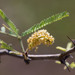 Prosopis juliflora - Photo (c) BJ Stacey, όλα τα δικαιώματα διατηρούνται