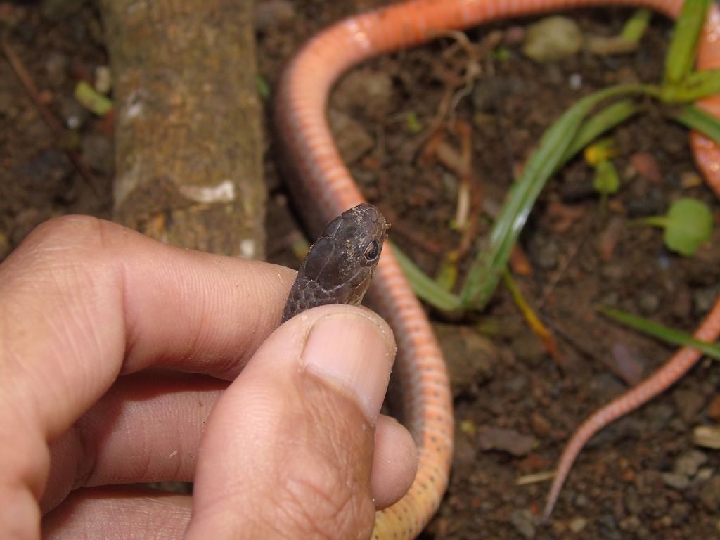 Orange Bellied Snake From Suaka Margasatwa Gunung Sawal On November 06