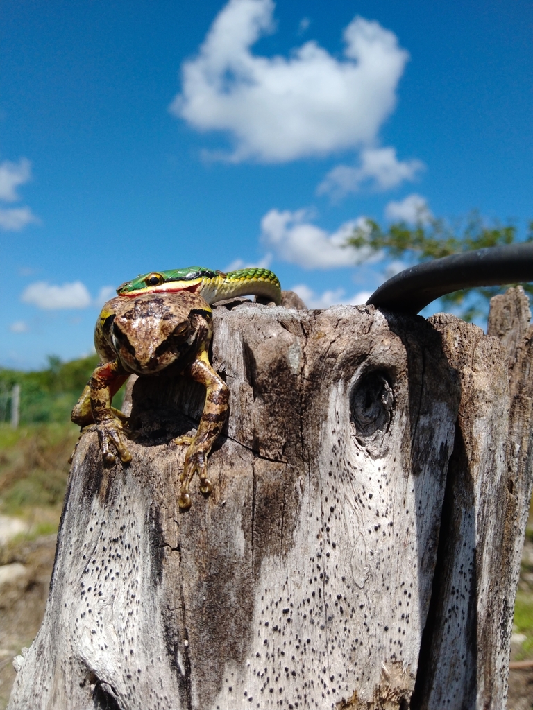 Mexican Parrot Snake From Granja De Cocodrilos Itzamkanac On September