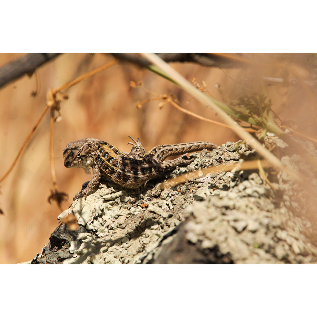 Valparaiso Smooth Throated Lizard From Santiago Regi N Metropolitana