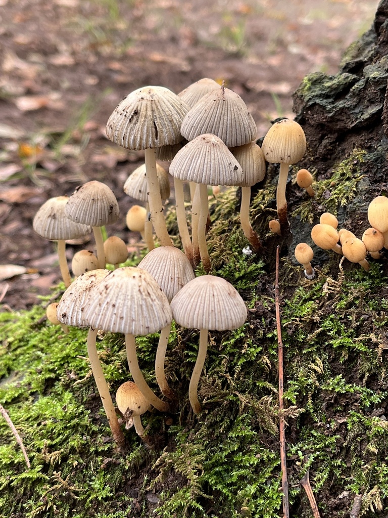 Common Gilled Mushrooms And Allies From Parque Municipal Guillermo