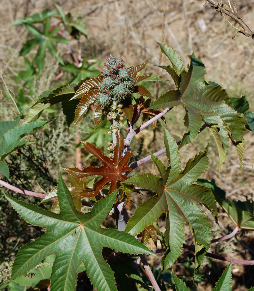 아주까리 from Otay Valley Regional Park on 2012년 11월 24일 (토) by Jem · iNaturalist 아주까리 (Ricinus communis)