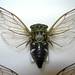 Coastal Scissors Grinder Cicada - Photo (c) William (Bill) Reynolds, all rights reserved, uploaded by William (Bill) Reynolds
