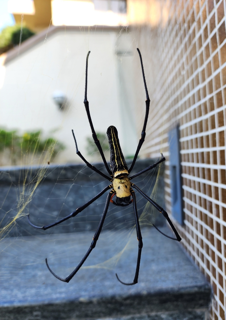 Giant Golden Orbweaver From The Peak On November 13 2022 At 12 33 PM