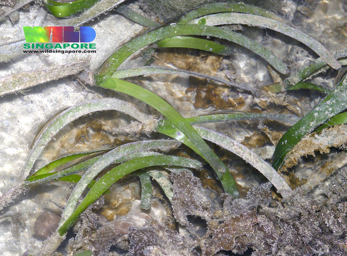 Cymodocea serrulata (Flora Singapore List C) · iNaturalist