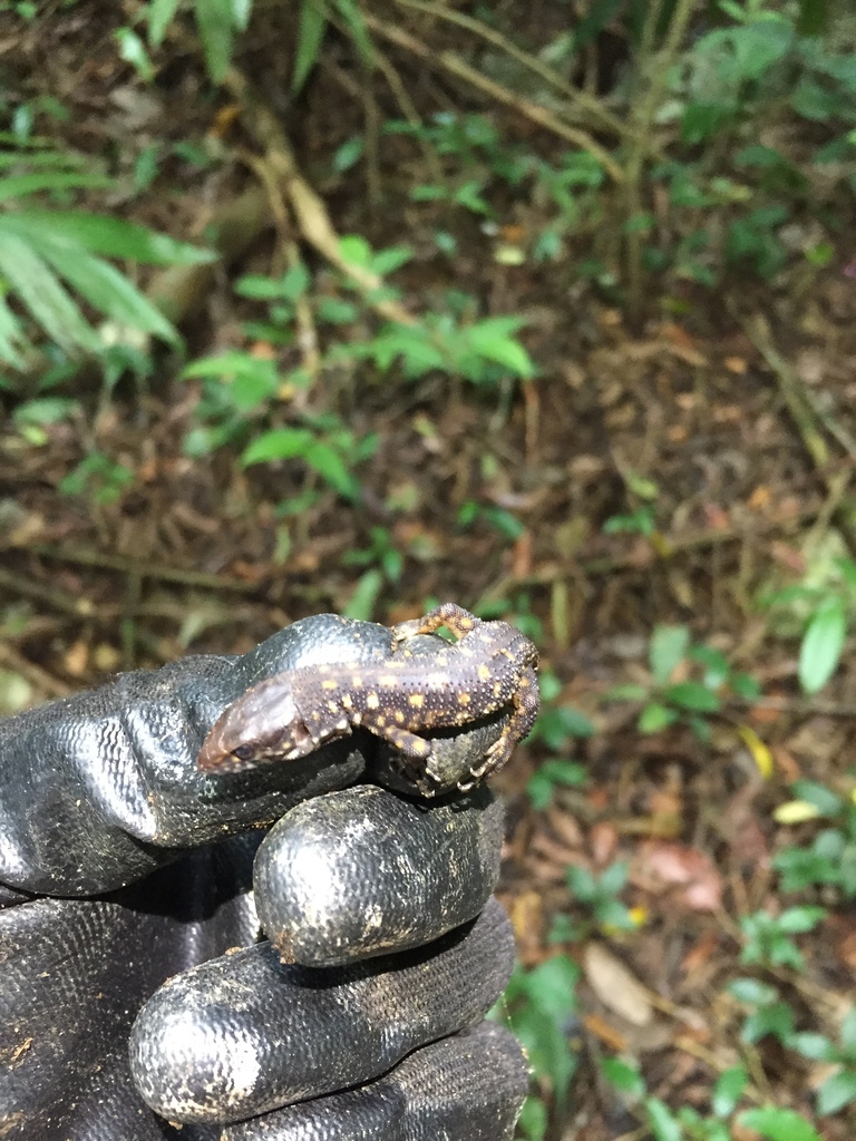 Yellow Spotted Night Lizard From Playa Vicente Ver Mx On