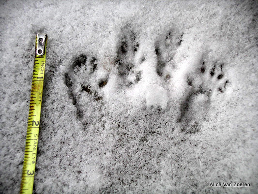 red squirrel tracks in snow