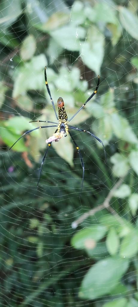 Giant Golden Orbweaver From Penang Hill On November At