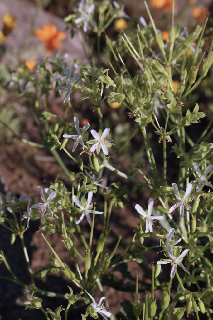 Pelargonium klinghardtense from Намаква Южная Африка on September 05