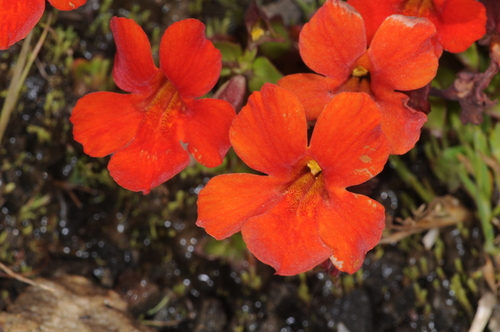 Erythranthe Cuprea INaturalist