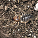Straight-faced Windscorpions - Photo (c) manuelbasurto, all rights reserved, uploaded by manuelbasurto