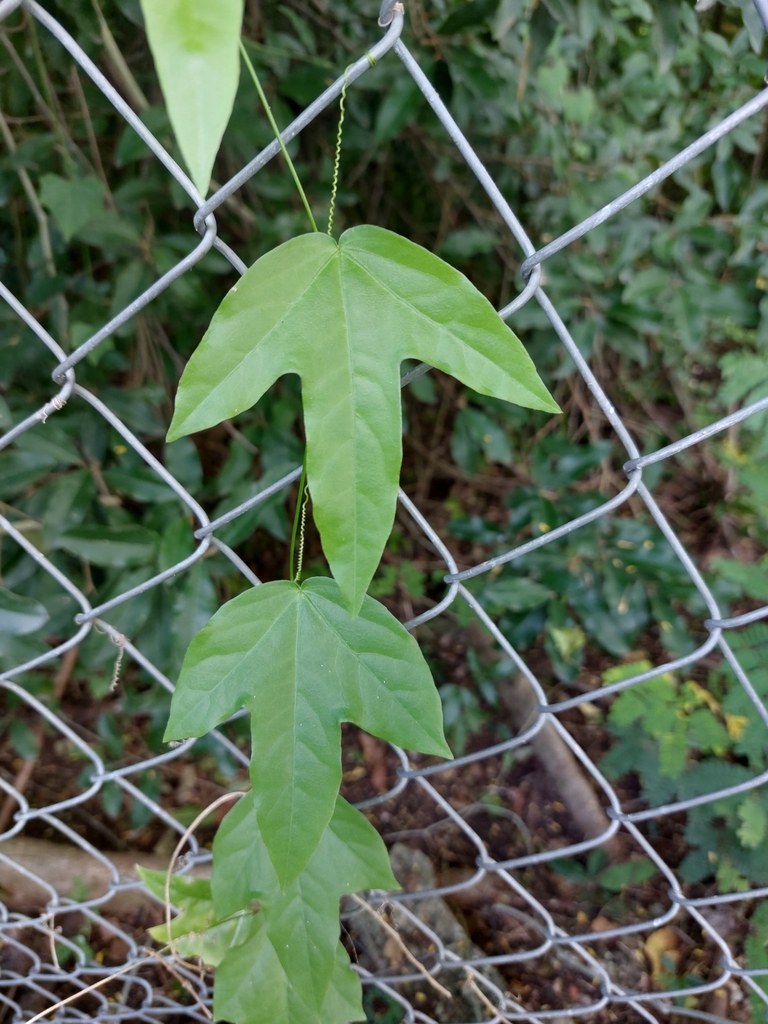 Passiflora Suberosa Suberosa From 49MF QJF Bridgetown Barbados On