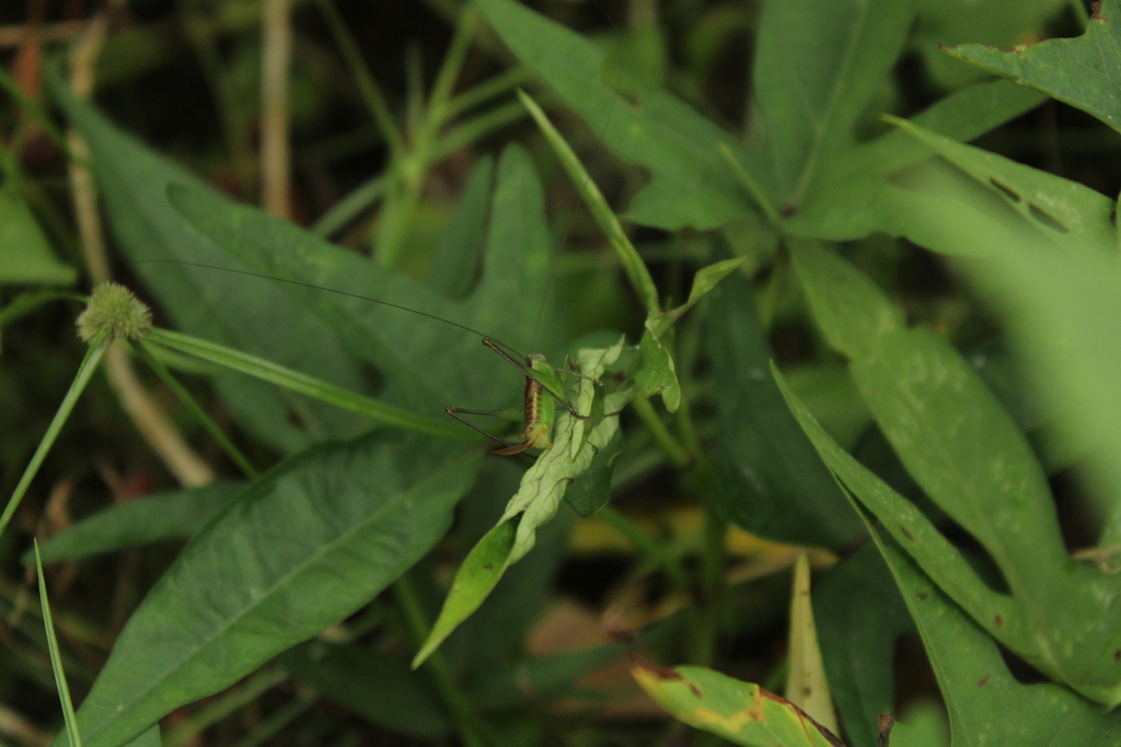 Lesser Meadow Katydids From Mayaro Rio Claro Regional Corporation