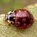 Eye-spotted Lady Beetle - Photo (c) bev wigney, all rights reserved, uploaded by bev wigney
