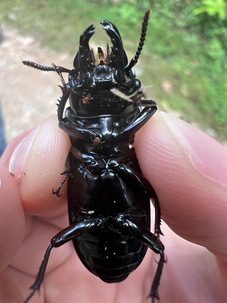 Water Rove Scarab Long Horned Leaf And Snout Beetles From Via