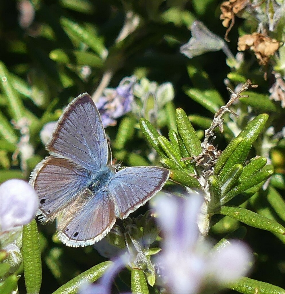 Reakirt S Blue From Cochise County AZ USA On December 10 2022 At 11