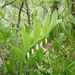 Polygonatum odoratum - Photo (c) paolapalazzolo, todos los derechos reservados