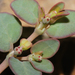 Euphorbia micromera - Photo (c) Nathan Taylor, todos los derechos reservados, subido por Nathan Taylor
