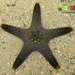 Estrellas Cojín - Photo (c) wildsingapore, todos los derechos reservados, subido por wildsingapore
