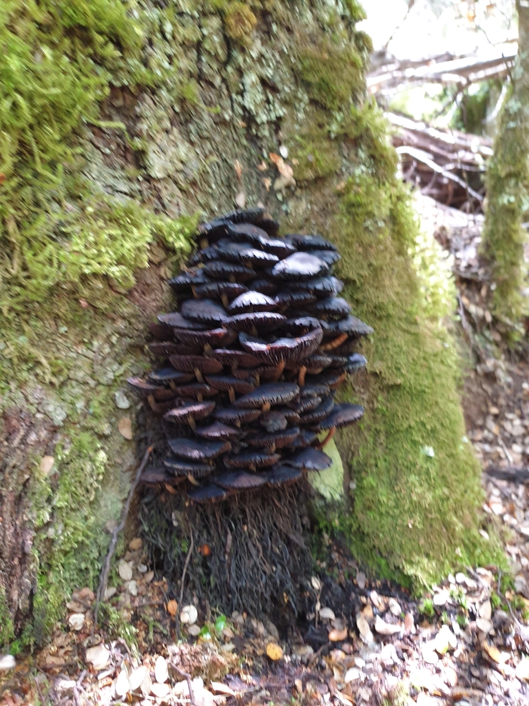 Common Gilled Mushrooms And Allies From Lake Hau New Zealand On