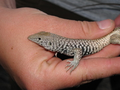 Small