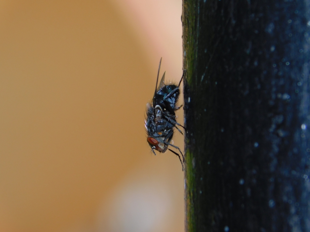 Blue Blowfly From Bloc Td Strada Valea Lui Mihai Bucure Ti