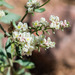 Abert's Buckwheat - Photo (c) BJ Stacey, all rights reserved