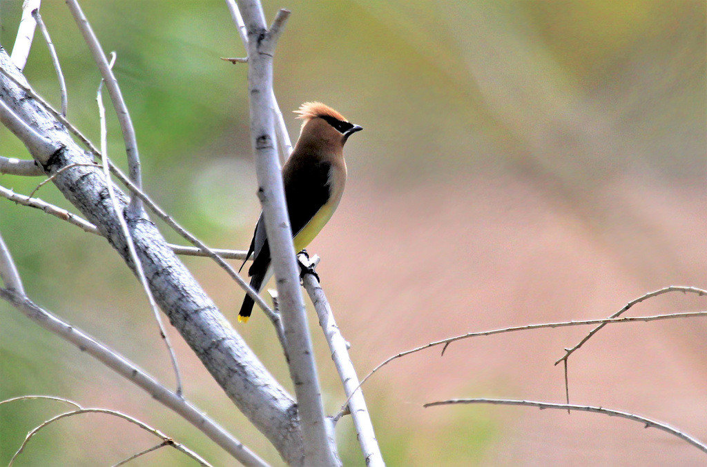 Cedar Waxwing From S Valley View Blvd Las Vegas NV US On May 22