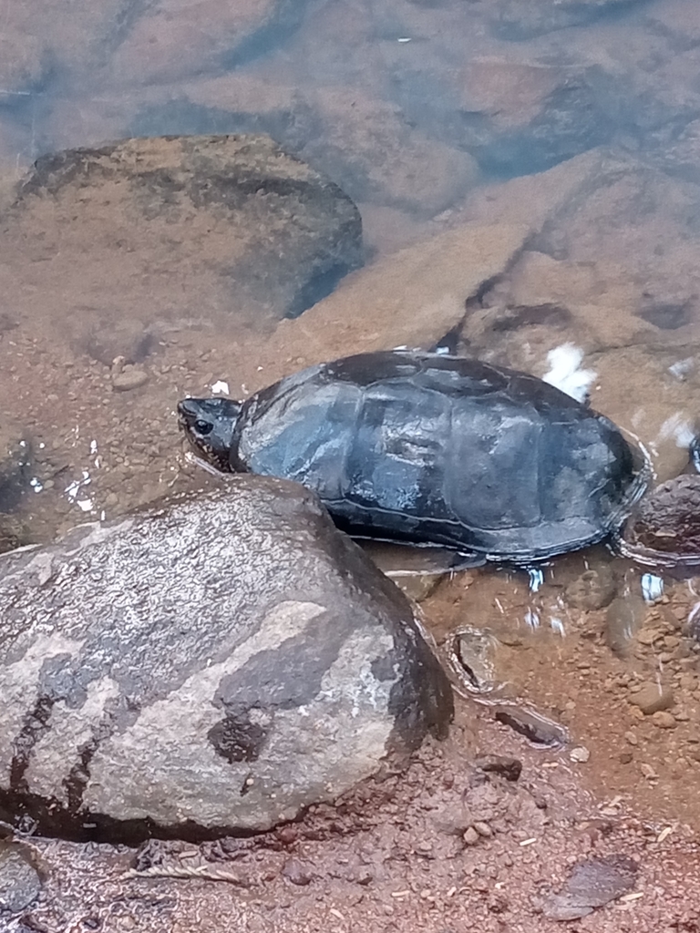 Mexican Mud Turtle From Jal M Xico On December At