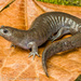 Salamandra de Arroyo - Photo (c) John Clare, todos los derechos reservados