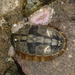 Hartweg's Chiton - Photo (c) Cedric Lee, all rights reserved, uploaded by Cedric Lee