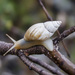 Helicinan Snails and Slugs - Photo (c) jmanuelgbasurto, all rights reserved