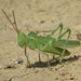 Green Fool Grasshopper - Photo (c) Eric R. Eaton, all rights reserved, uploaded by Eric R. Eaton